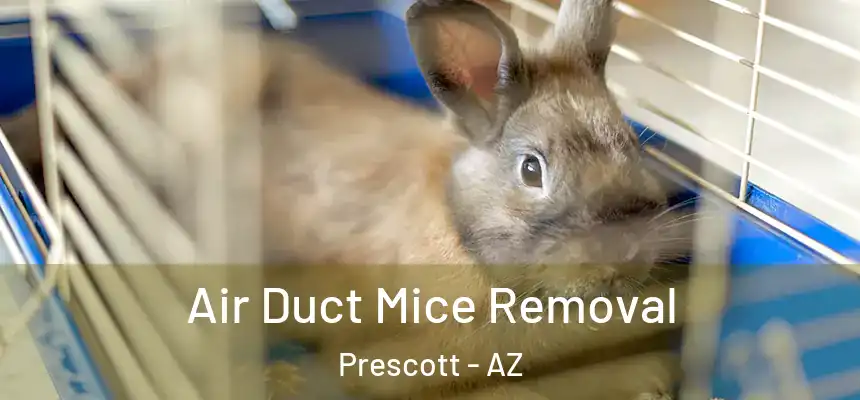 Air Duct Mice Removal Prescott - AZ